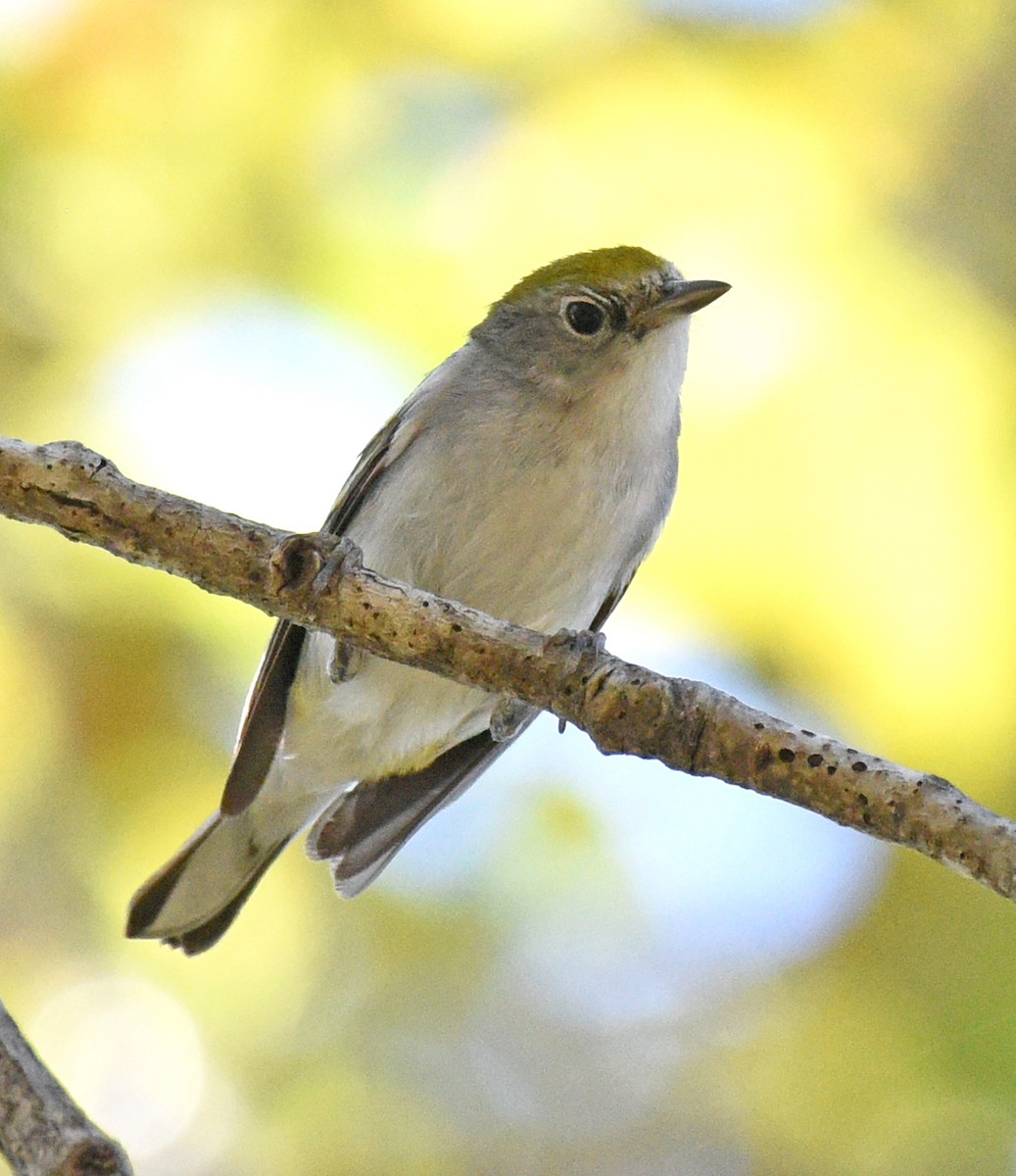 Chestnut-sided Warbler - ML616300401