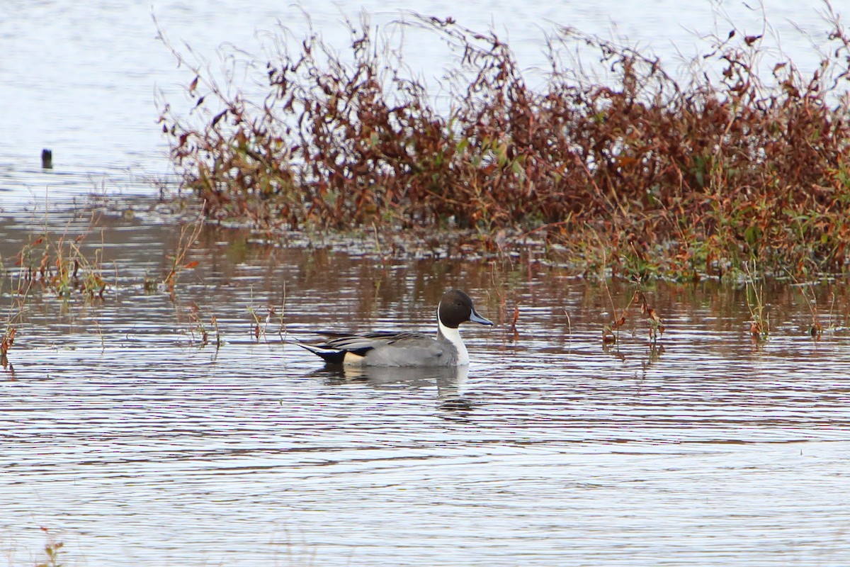 Northern Pintail - ML616300564