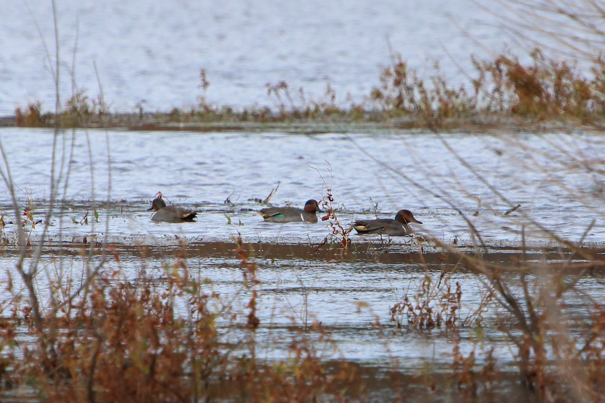 Green-winged Teal - ML616300578