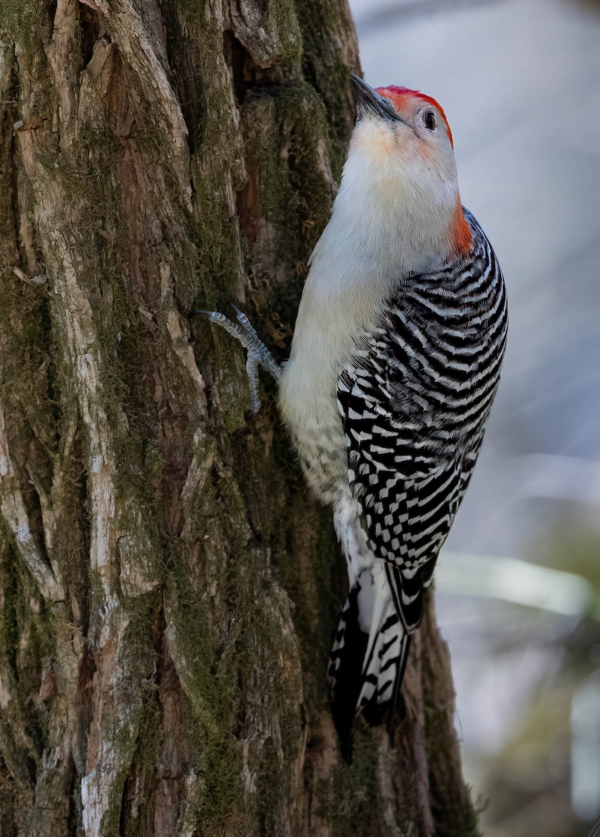 Red-bellied Woodpecker - Howard Cox