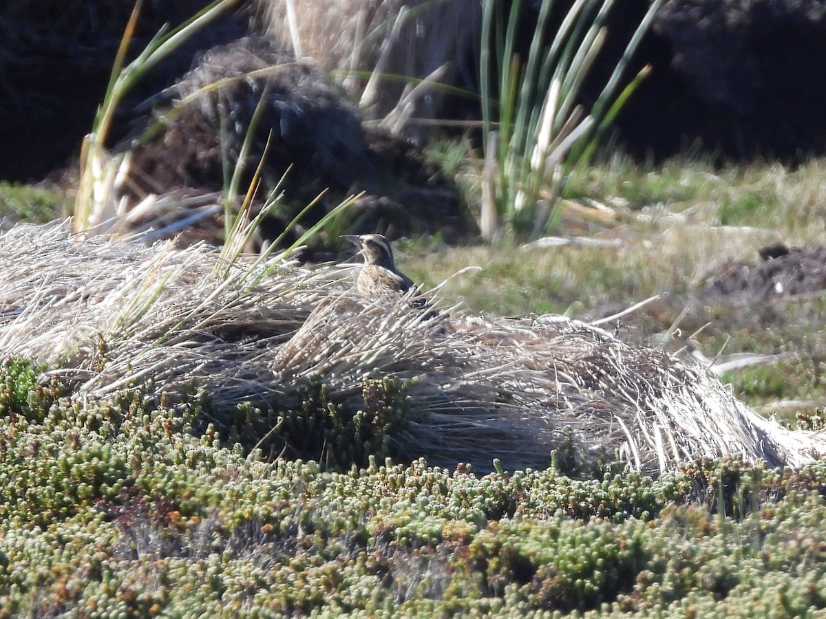 Long-tailed Meadowlark - ML616300690