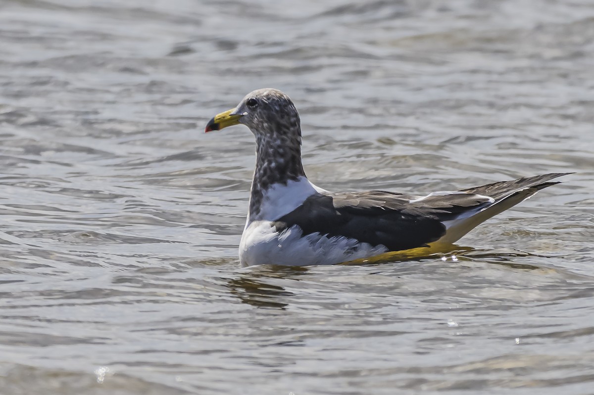 Olrog's Gull - Amed Hernández