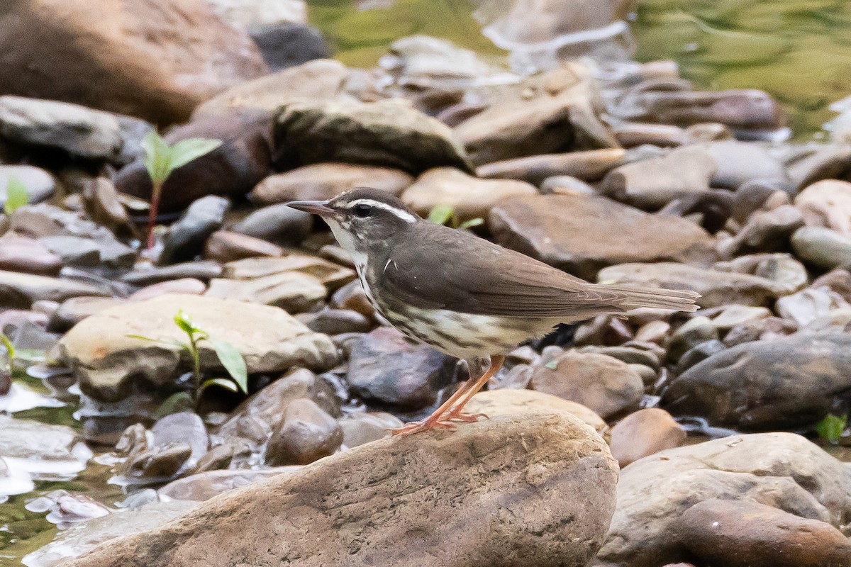 Louisiana Waterthrush - ML616300768