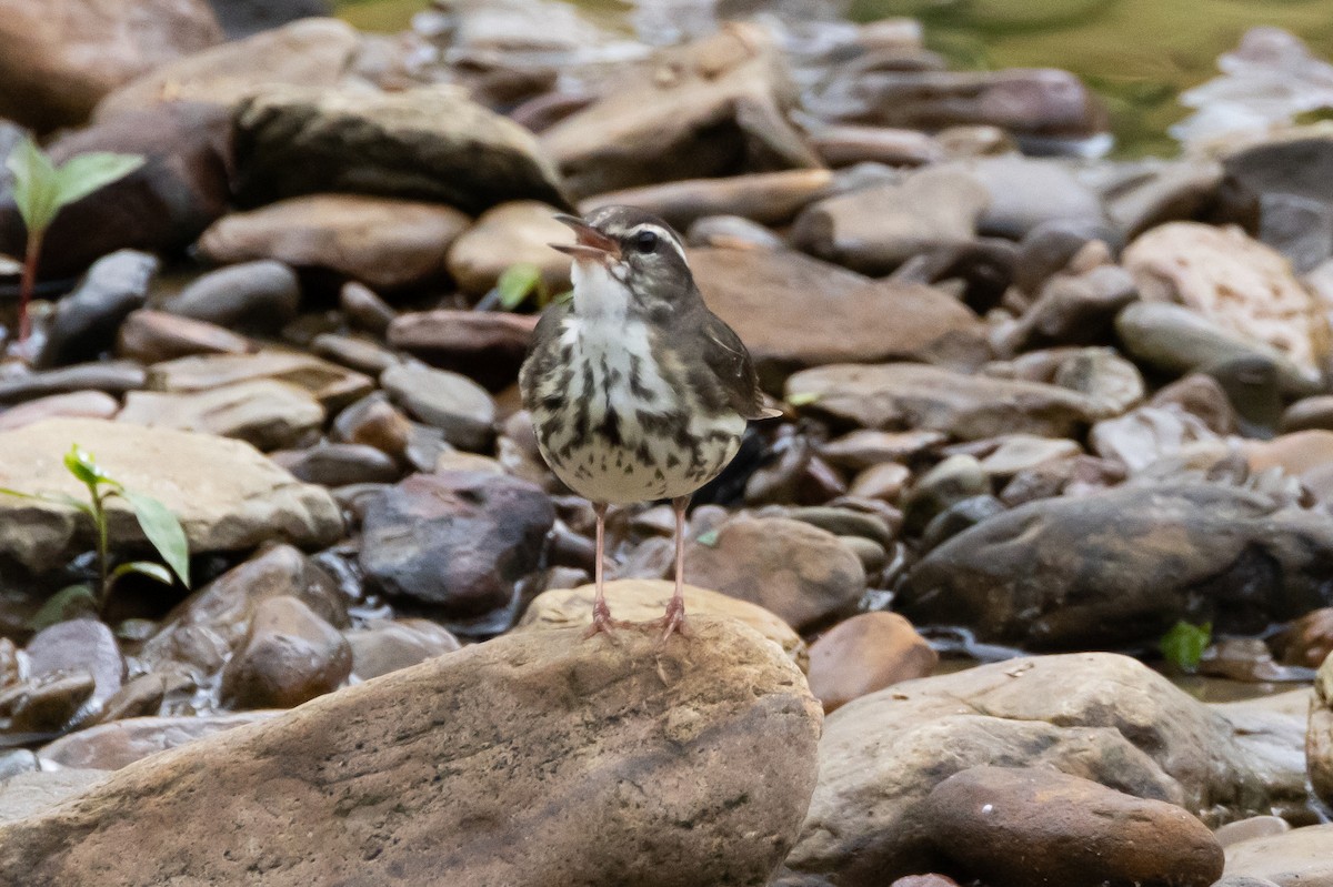 Louisiana Waterthrush - Robert Raffel