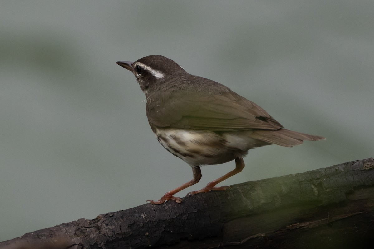 Louisiana Waterthrush - Robert Raffel