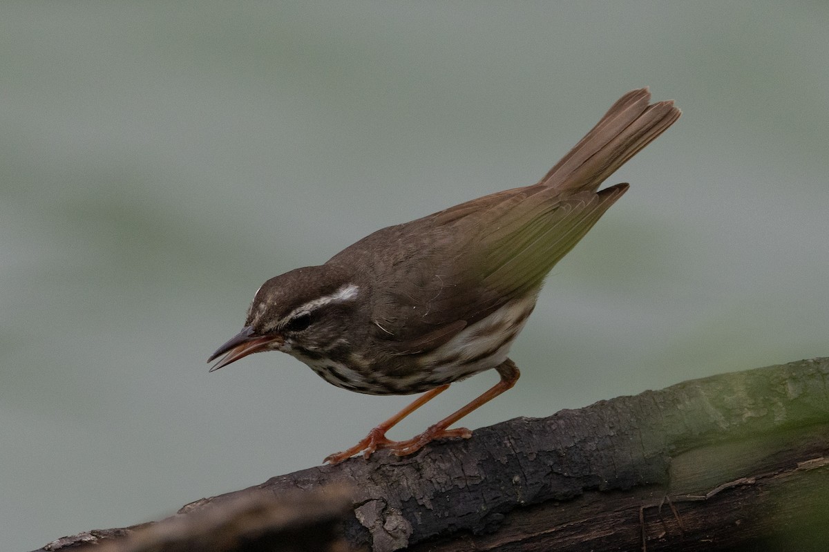 Louisiana Waterthrush - ML616300775