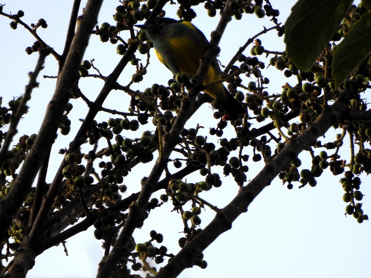 Golden-faced Tyrannulet - Jorge Eduardo Mariño Indaburu @SmartBirding