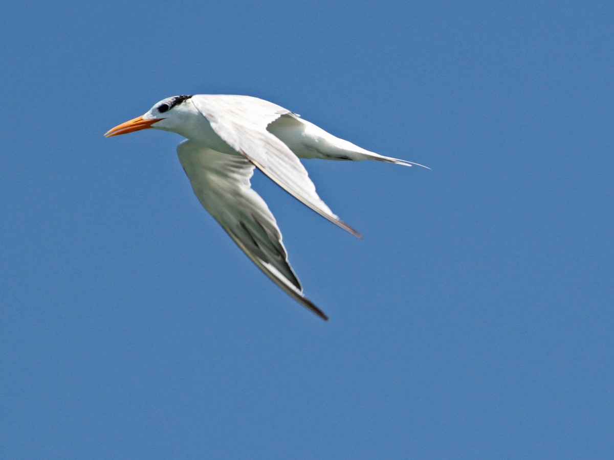 Royal Tern - Glenda Amodeo