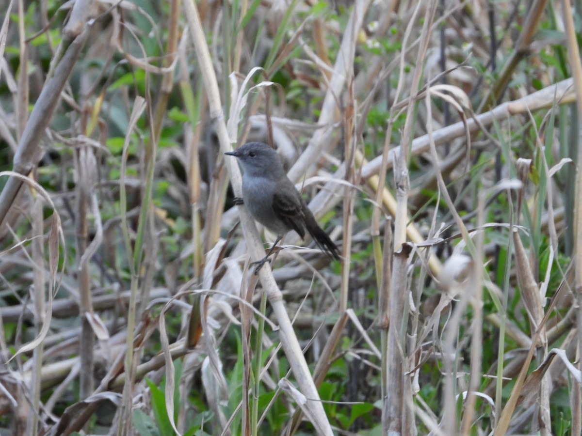 Sooty Tyrannulet - ML616300899