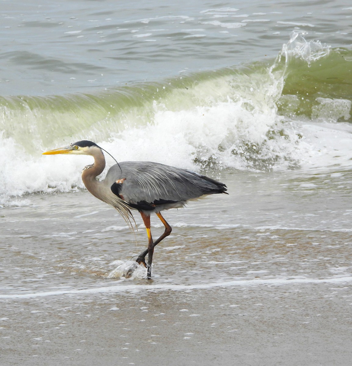 Great Blue Heron - ML616300903