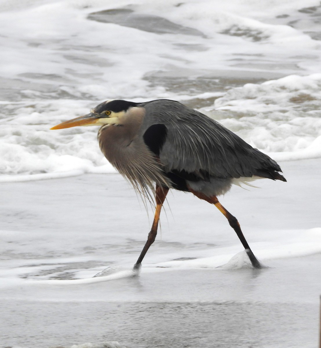 Great Blue Heron - ML616300905