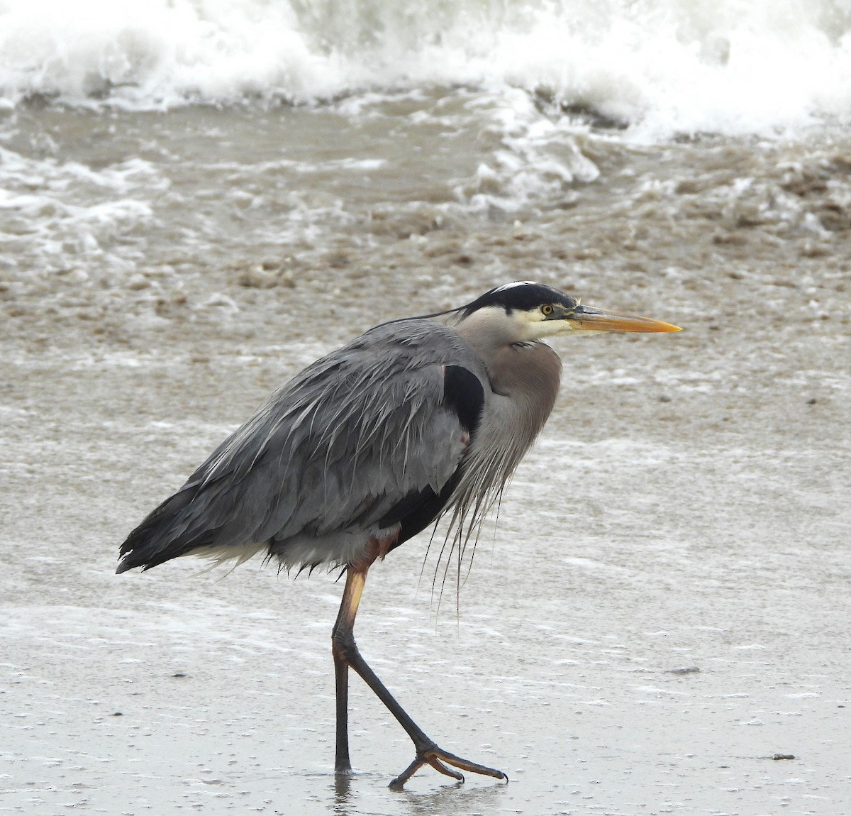 Great Blue Heron - Lynn Scarlett