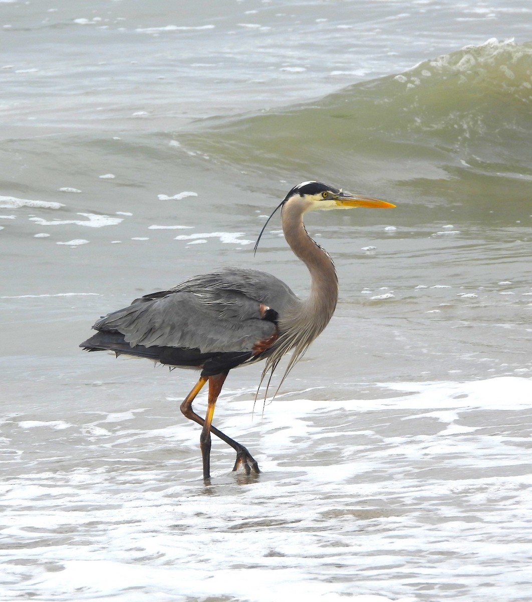 Great Blue Heron - ML616300907