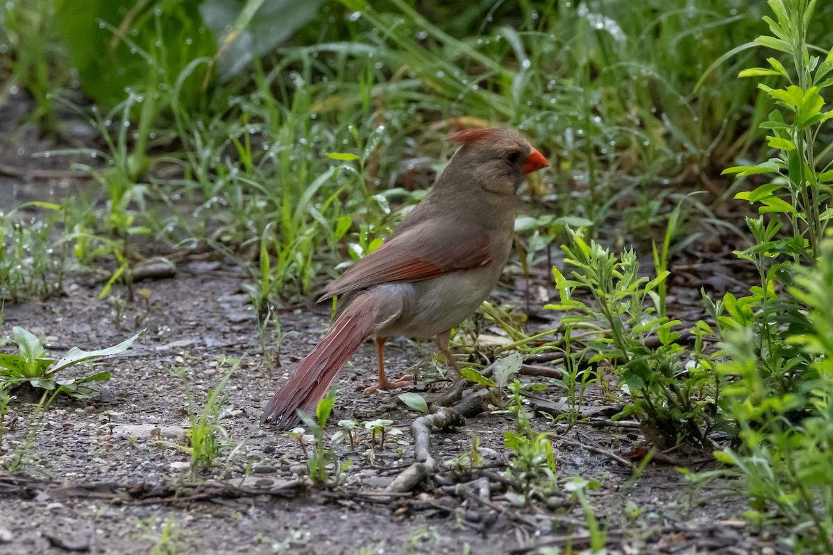 Cardinal rouge - ML616300909