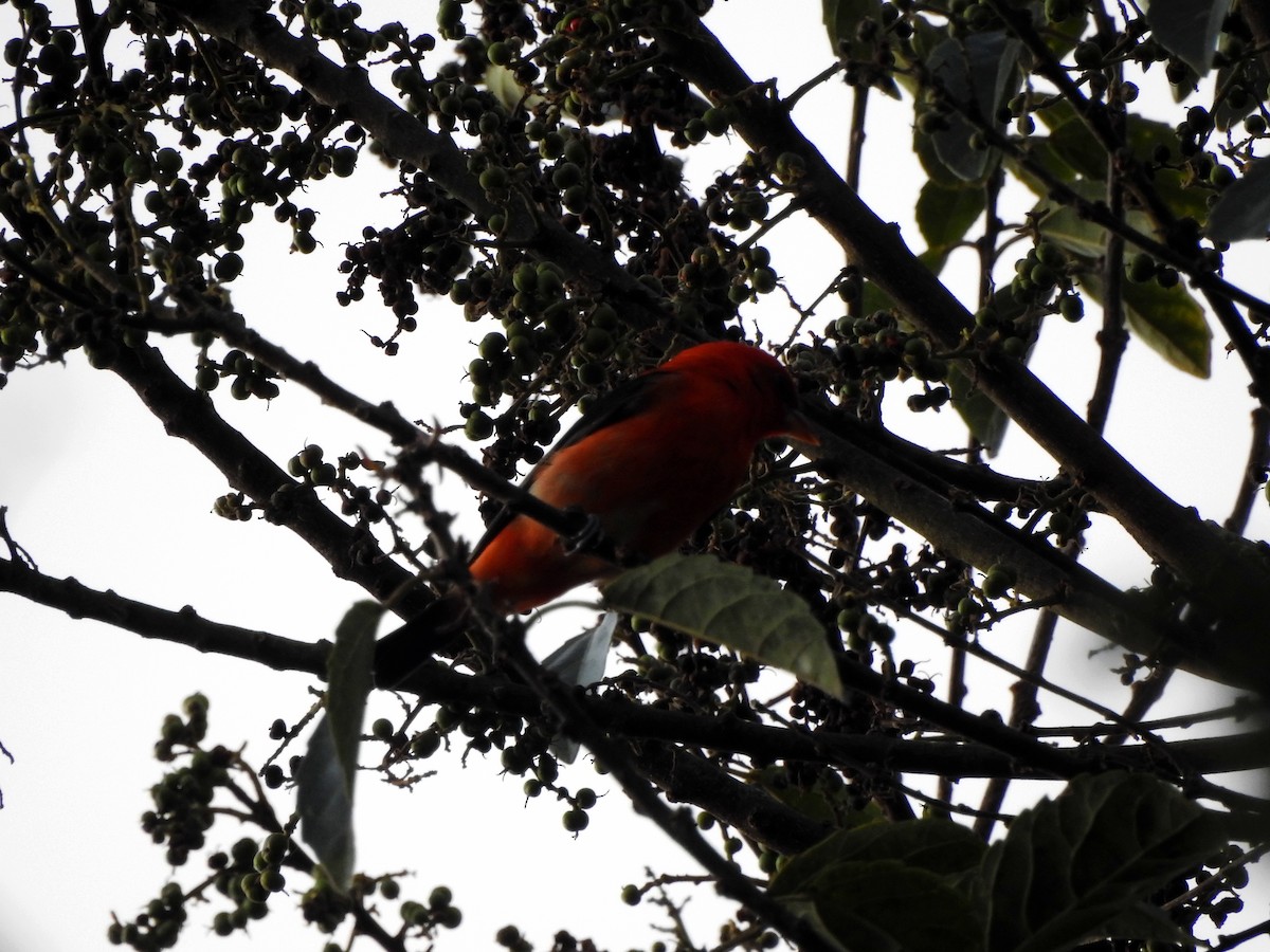 Scarlet Tanager - Jorge Eduardo Mariño Indaburu @SmartBirding