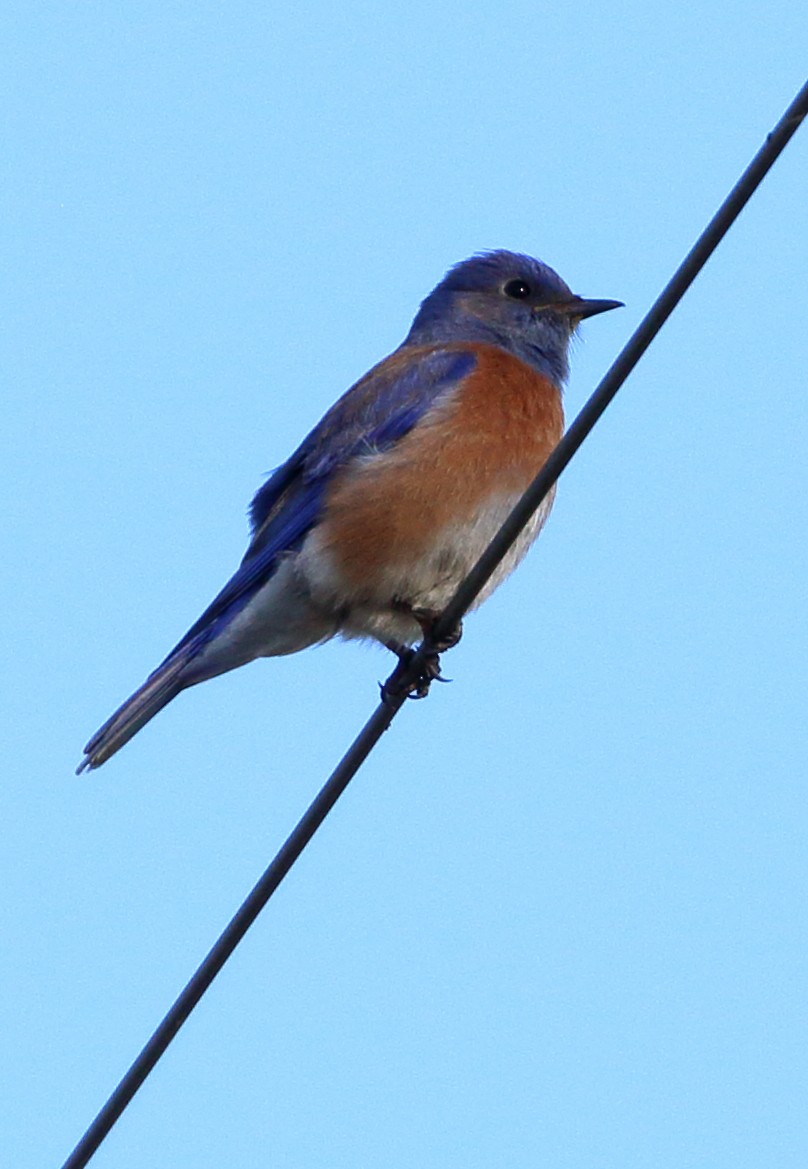 Western Bluebird - Sneed Collard