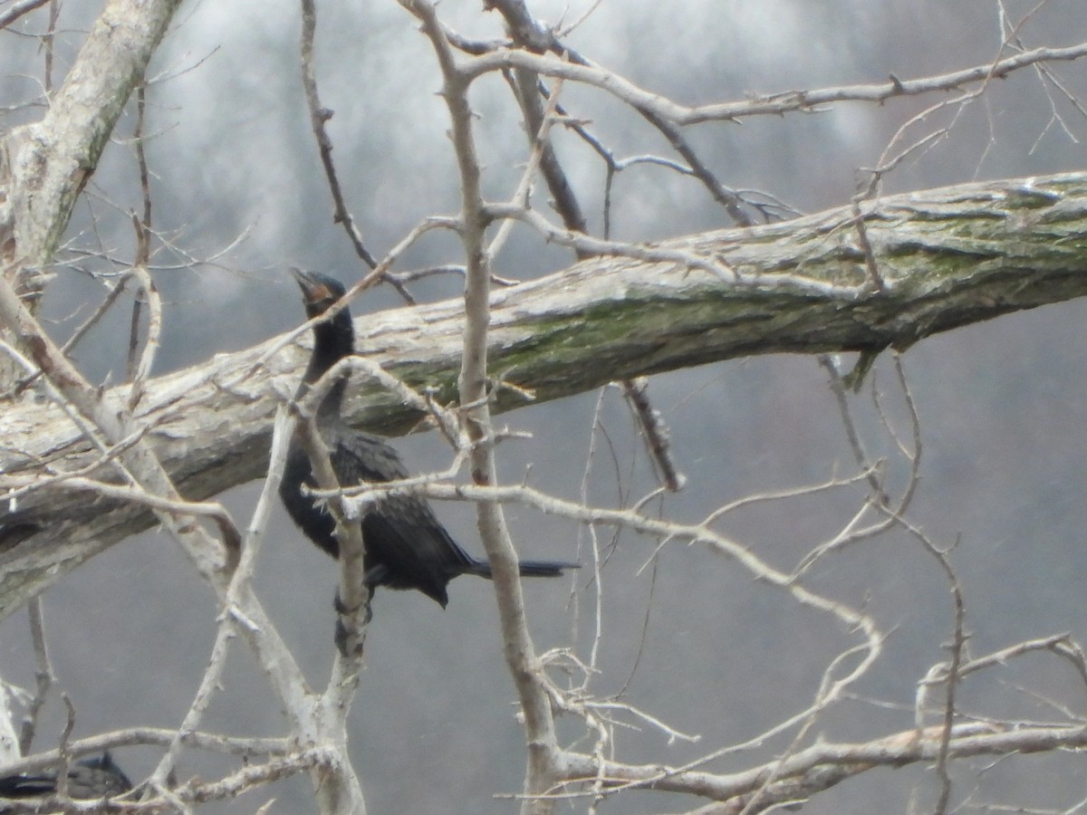 Neotropic Cormorant - ML616300967