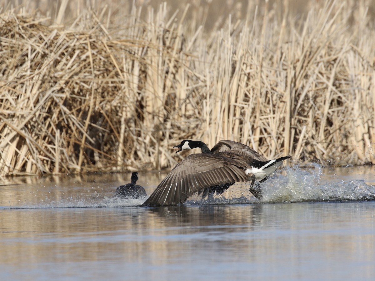 Canada Goose - ML616301020