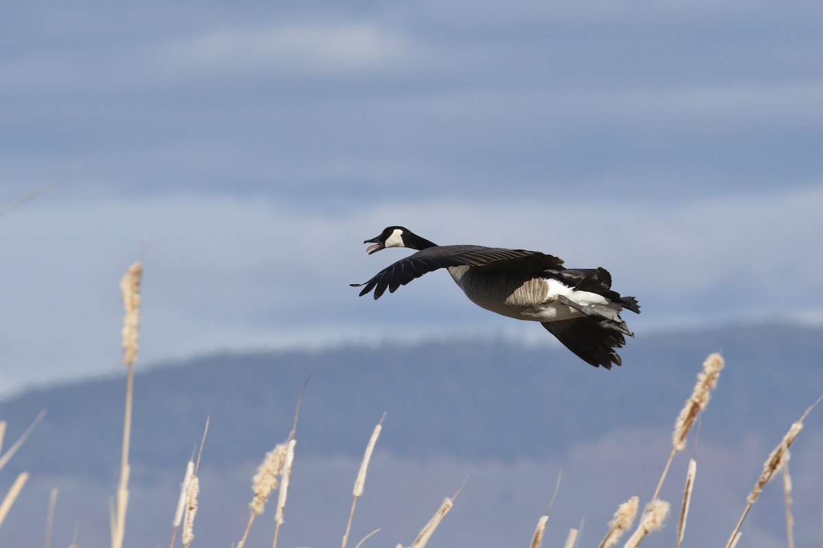 Canada Goose - ML616301021