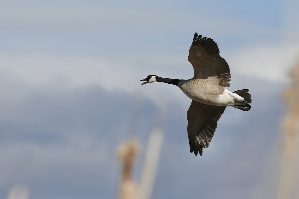 Canada Goose - ML616301022