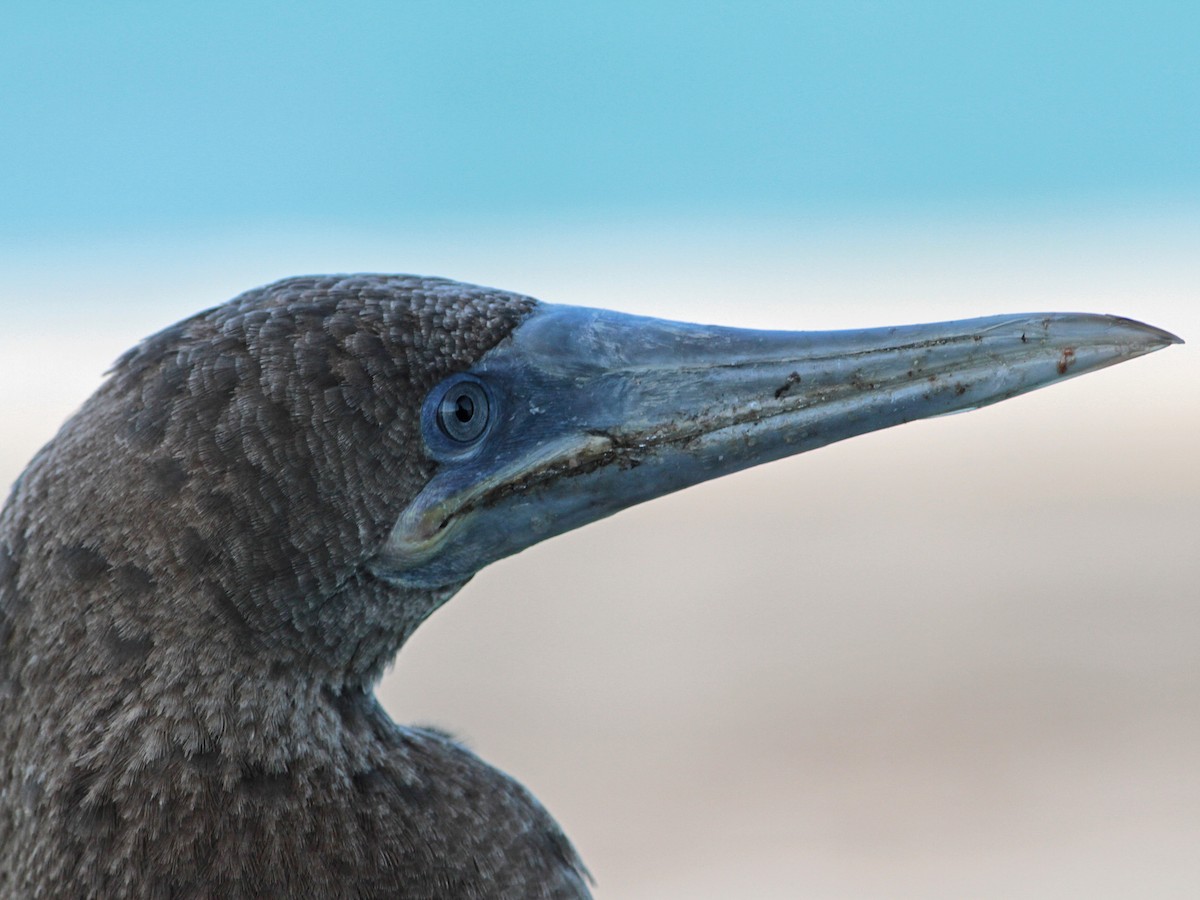 Brown Booby - Glenda Amodeo