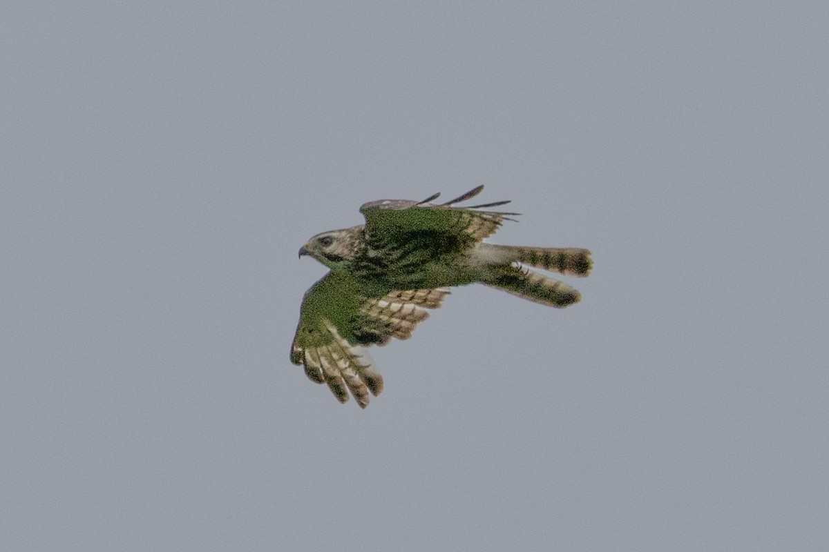 Broad-winged Hawk - ML616301088