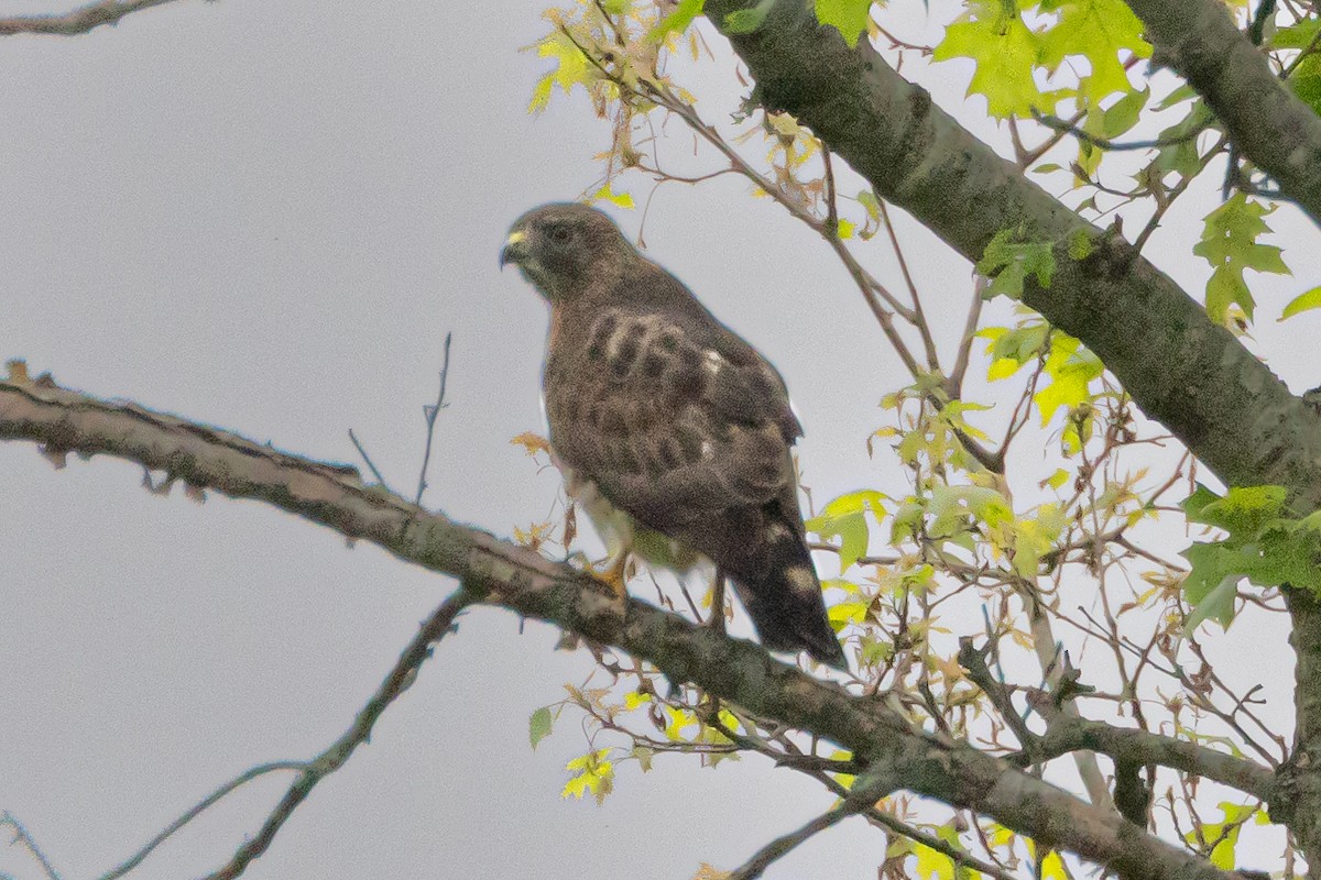 Broad-winged Hawk - ML616301089