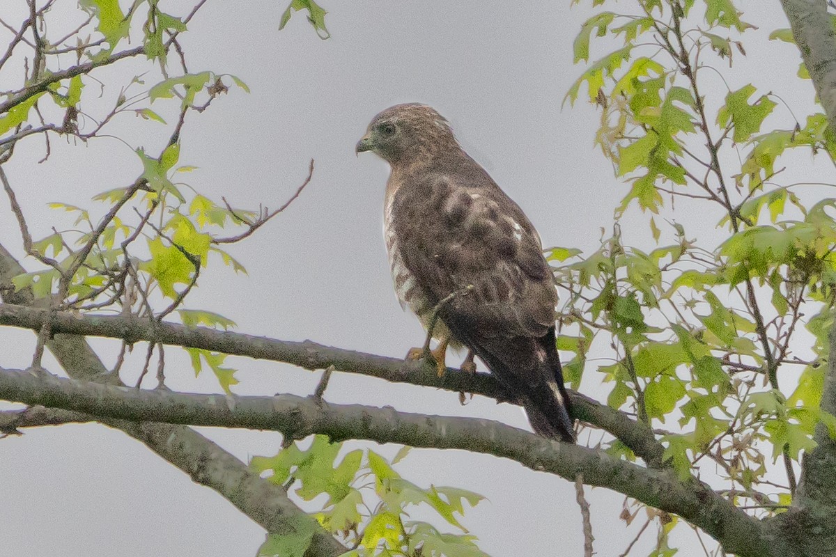 Broad-winged Hawk - ML616301090