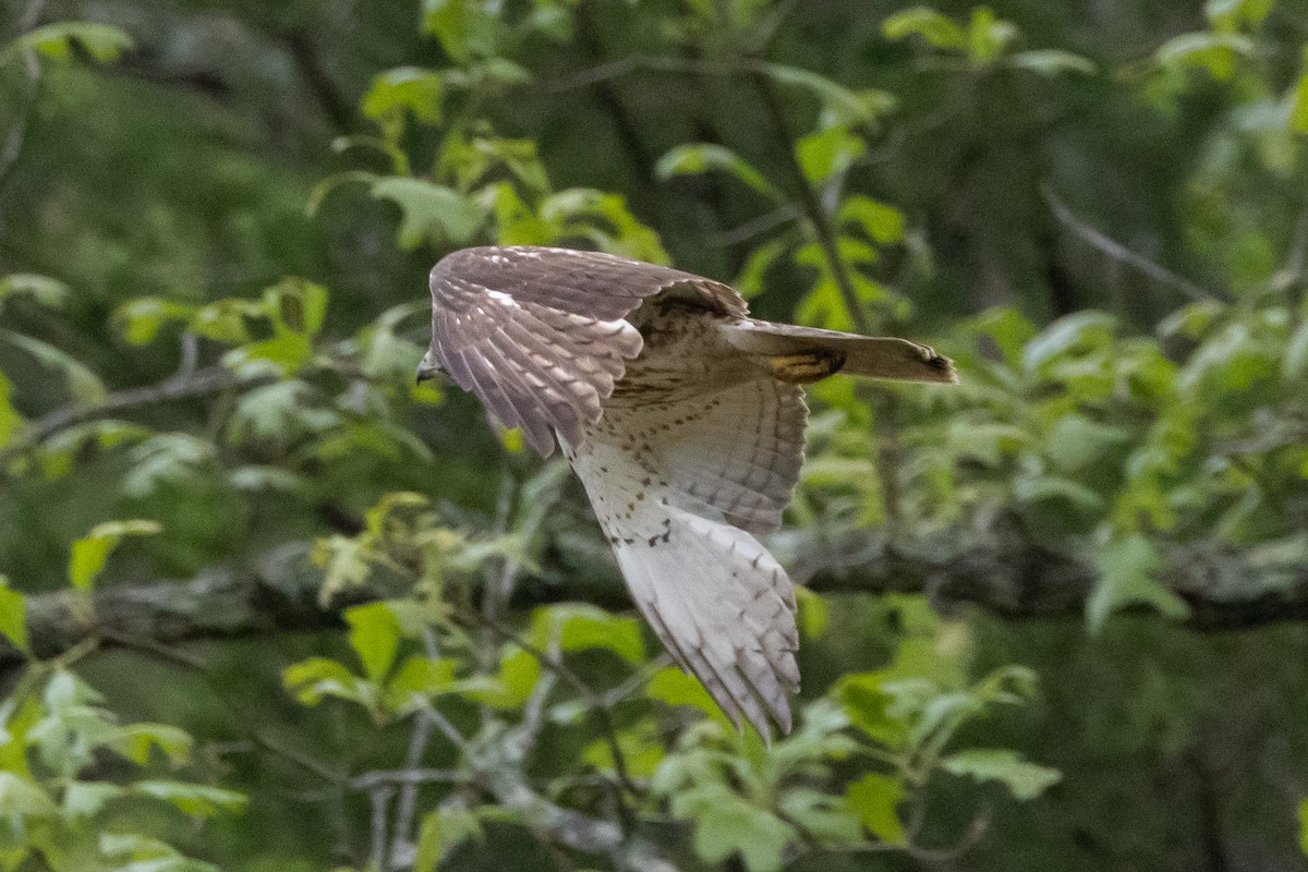 Broad-winged Hawk - ML616301091