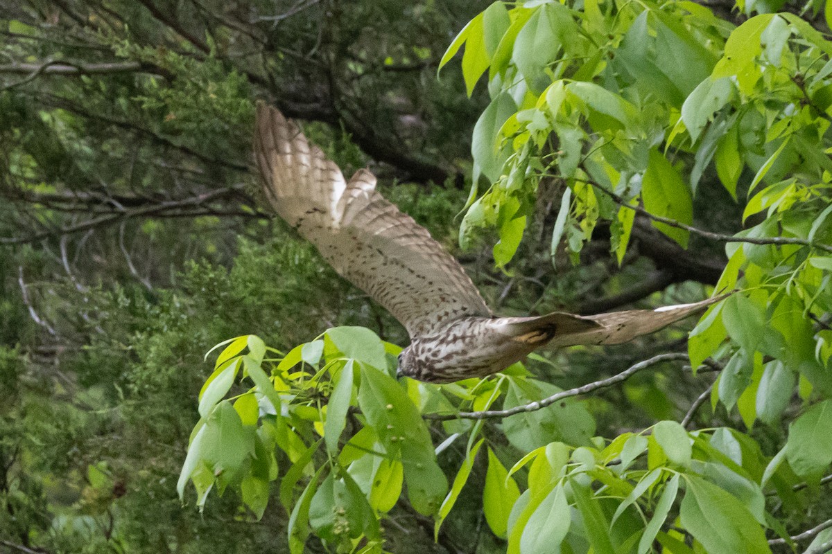 Broad-winged Hawk - ML616301092