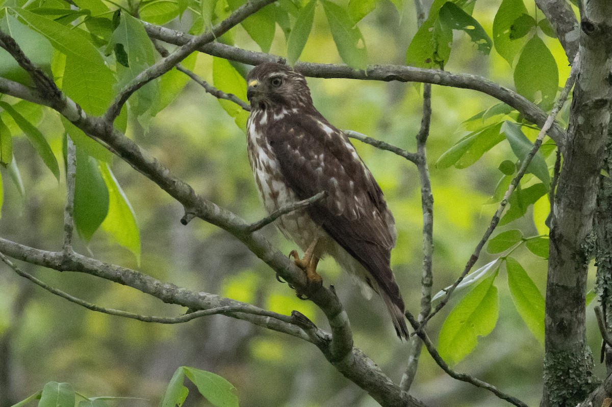 Broad-winged Hawk - ML616301093