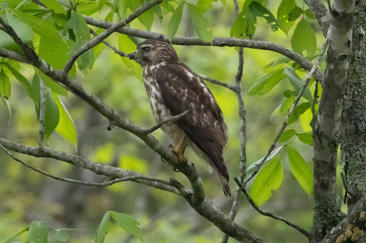 Broad-winged Hawk - ML616301095