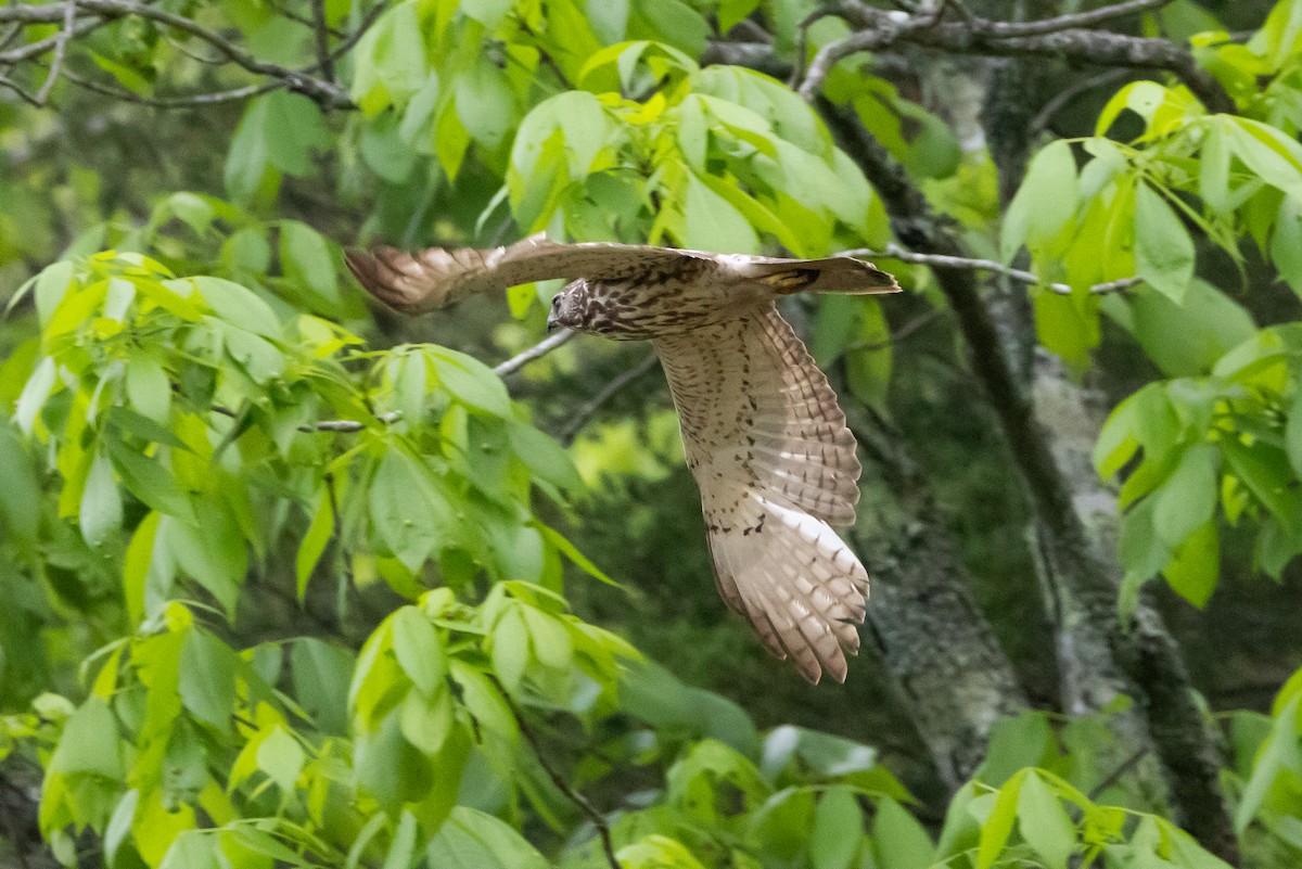 Broad-winged Hawk - ML616301096