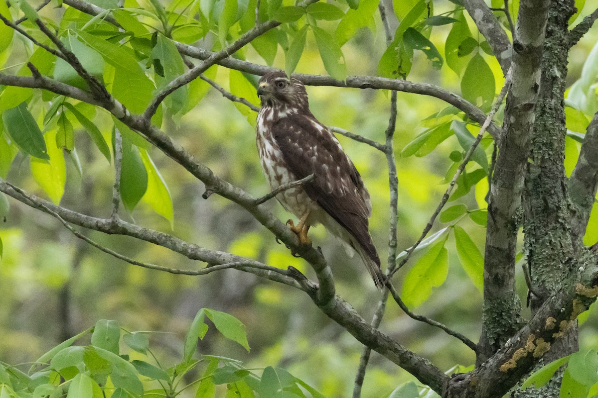 Broad-winged Hawk - ML616301097