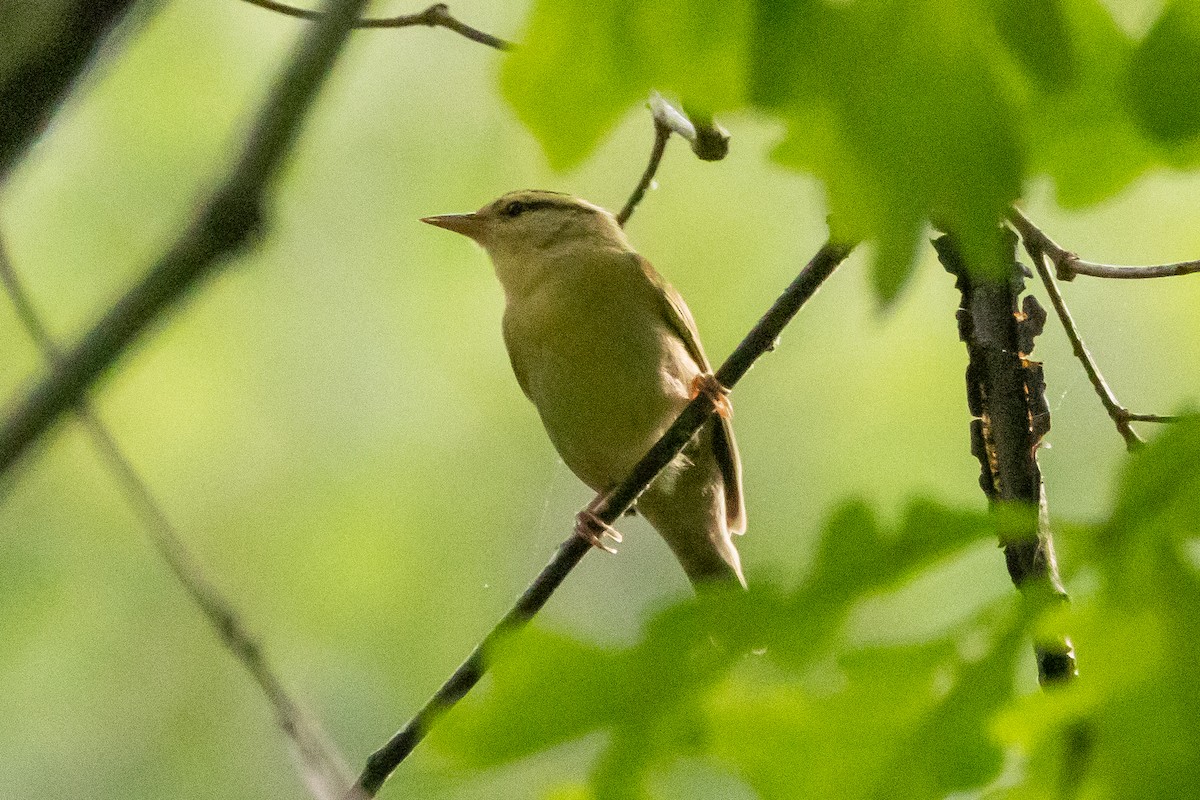 Worm-eating Warbler - ML616301117