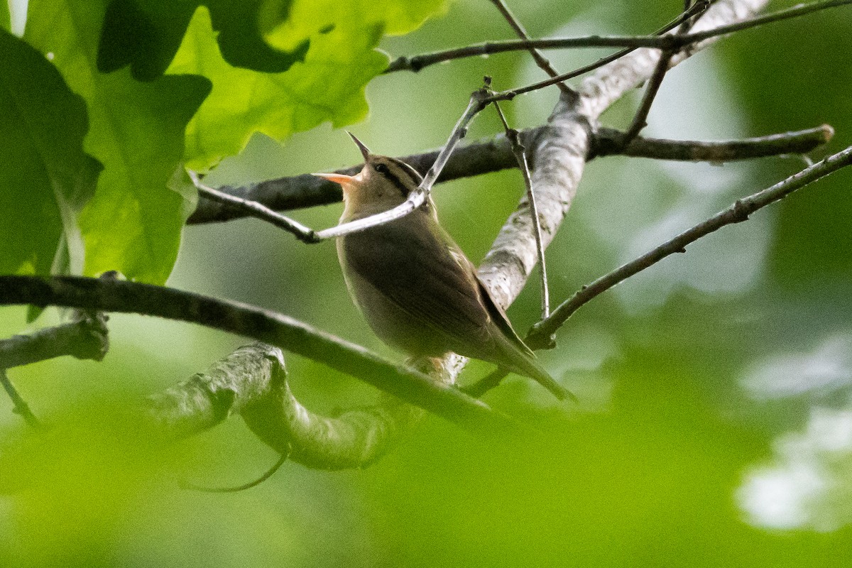 Worm-eating Warbler - ML616301118