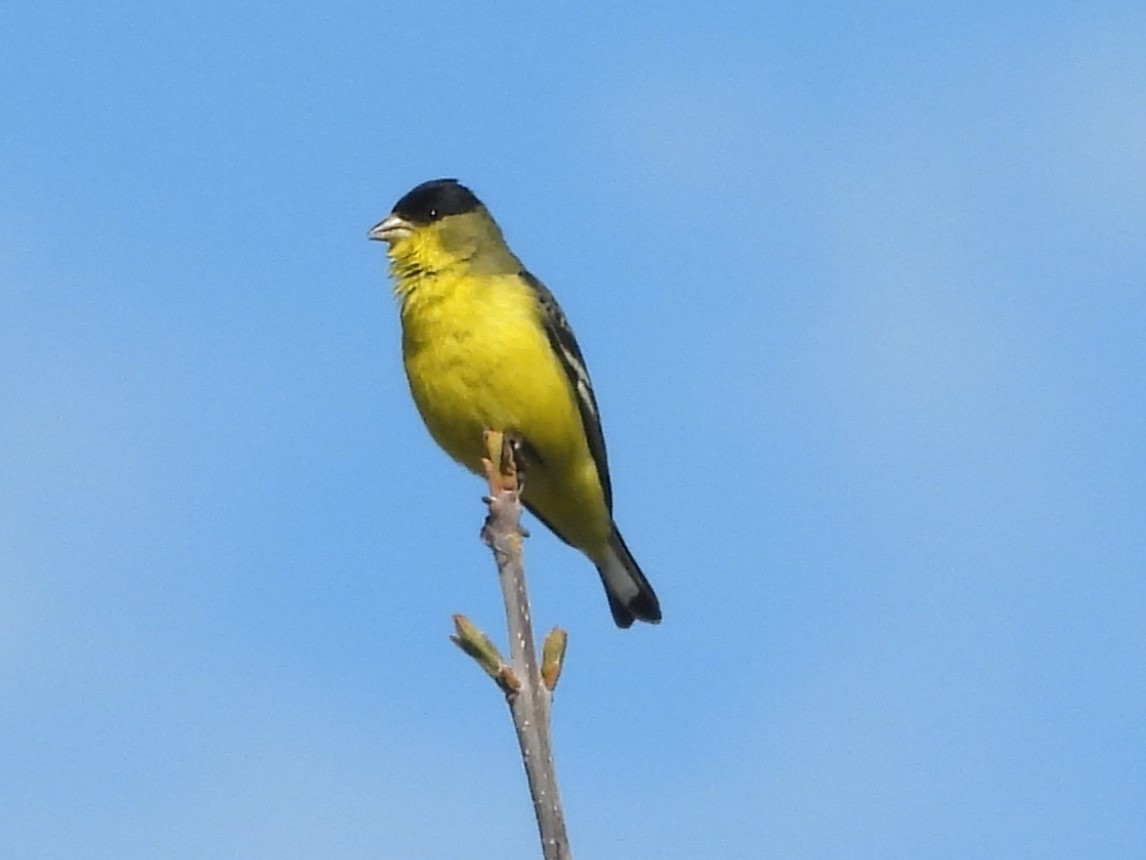 Lesser Goldfinch - ML616301121