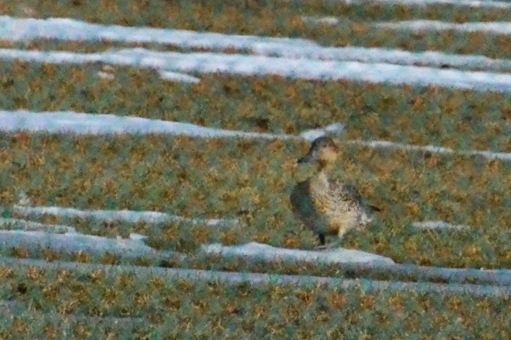 Northern Pintail - Ted Armstrong