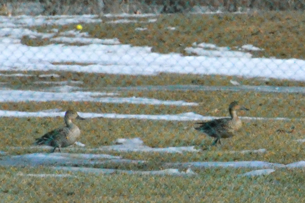 Northern Pintail - Ted Armstrong