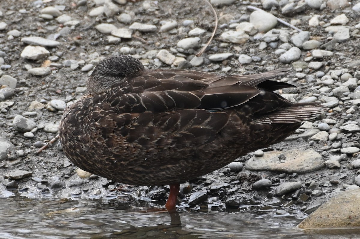 American Black Duck - ML616301172