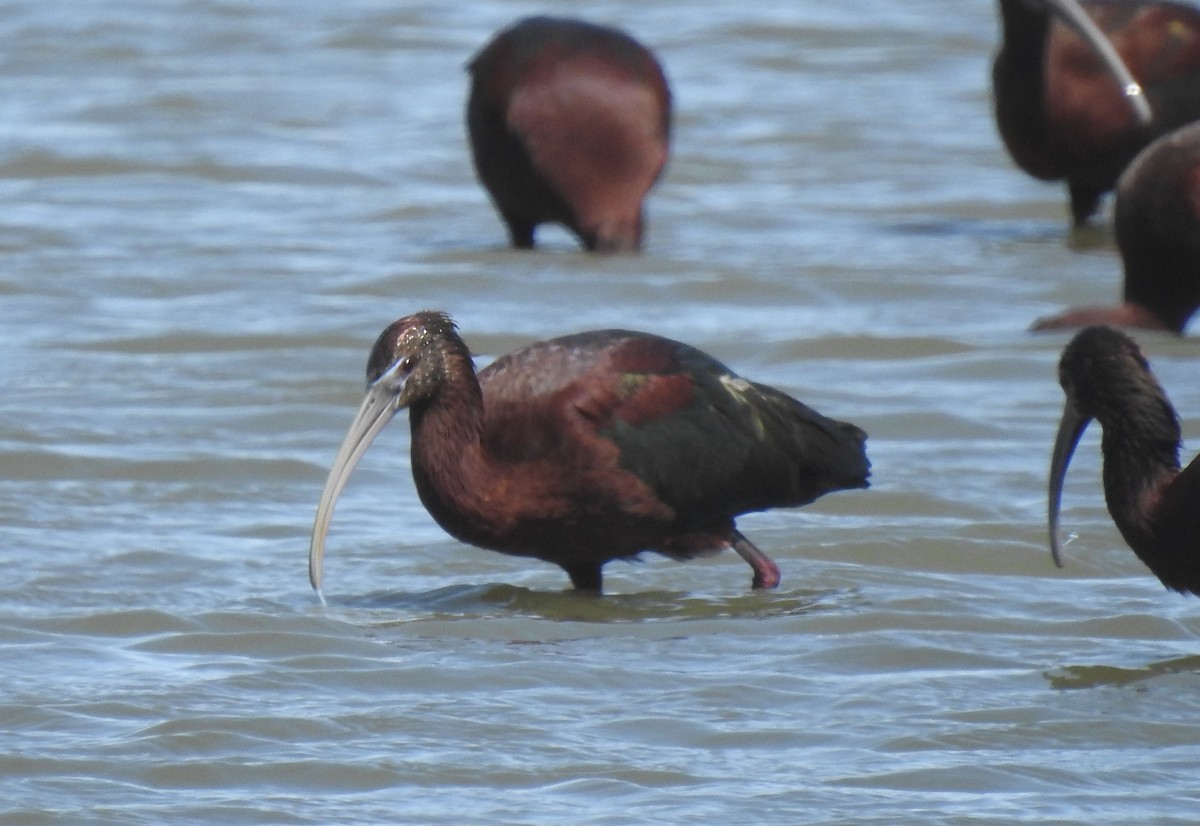 Glossy Ibis - ML616301255