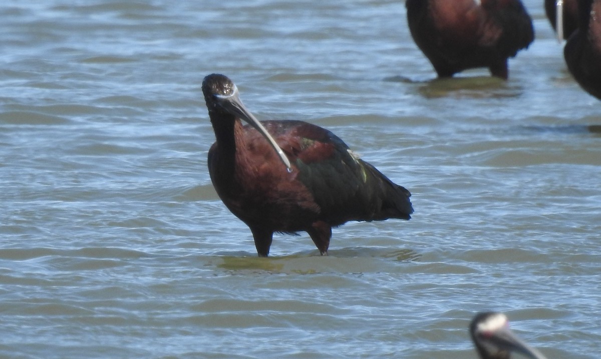 Glossy Ibis - ML616301261