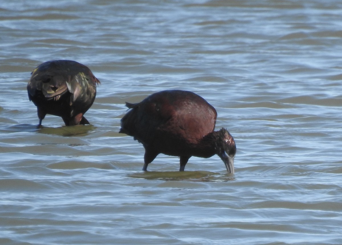 Glossy Ibis - ML616301276