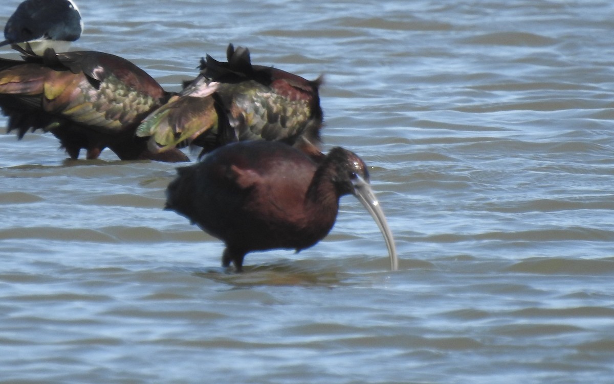 Glossy Ibis - ML616301279