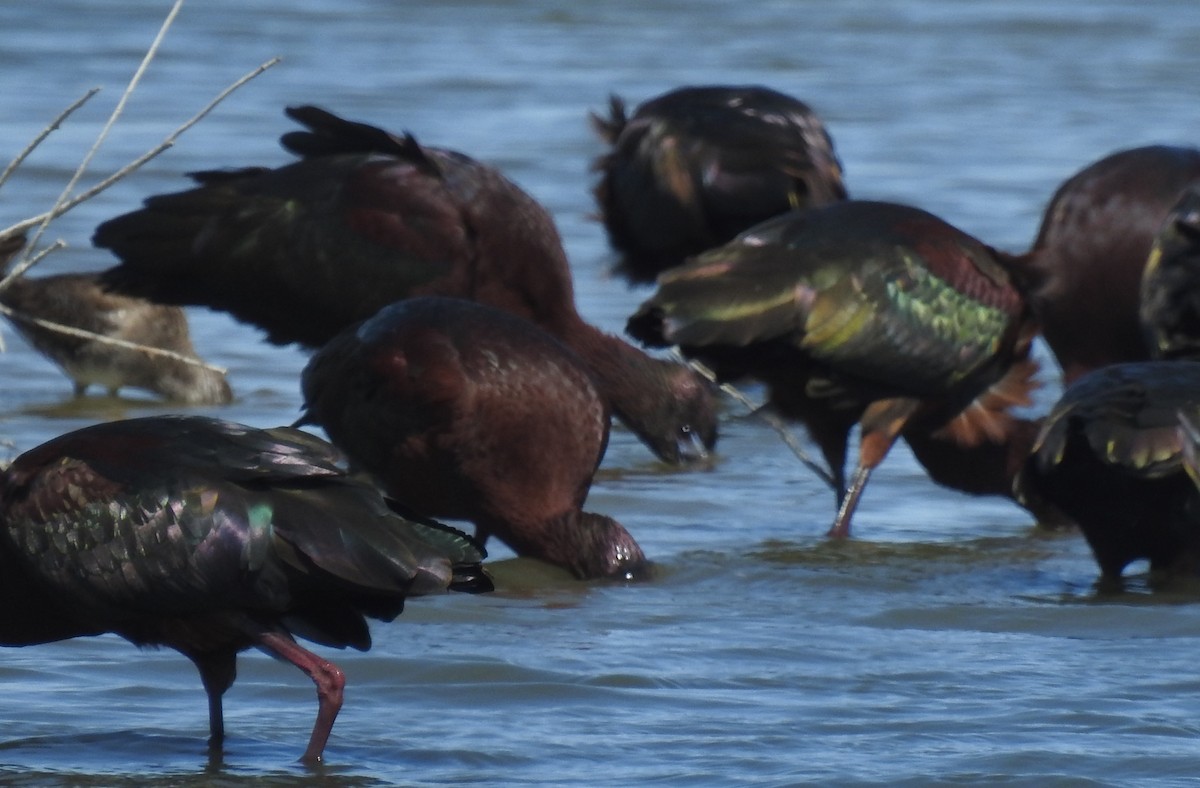 Glossy Ibis - ML616301282