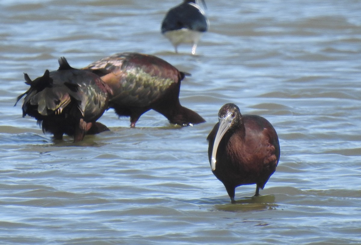 Glossy Ibis - ML616301286