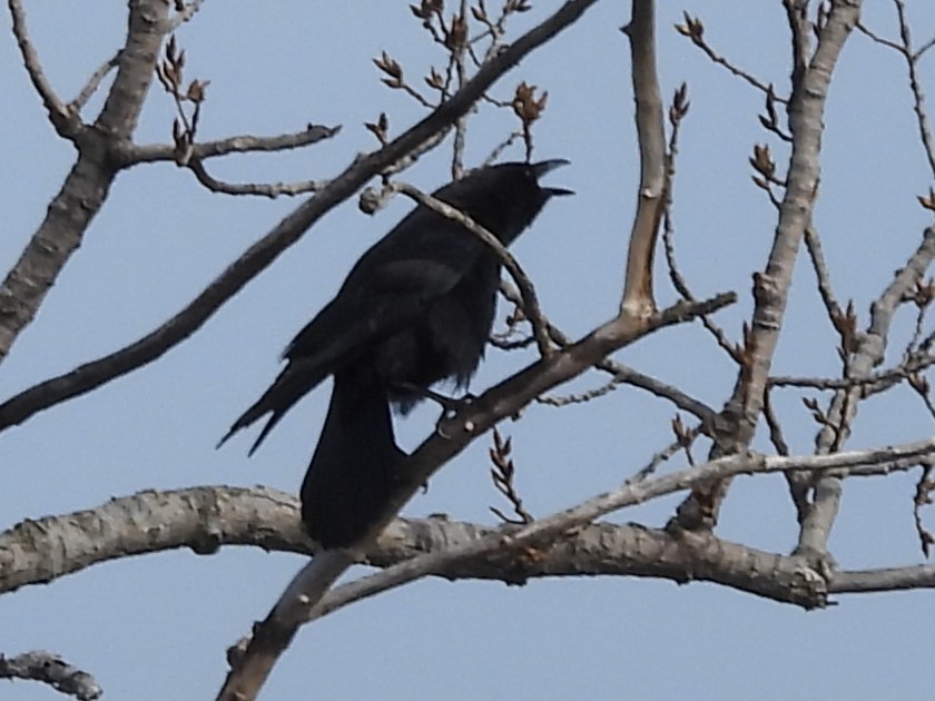 American Crow - ML616301296