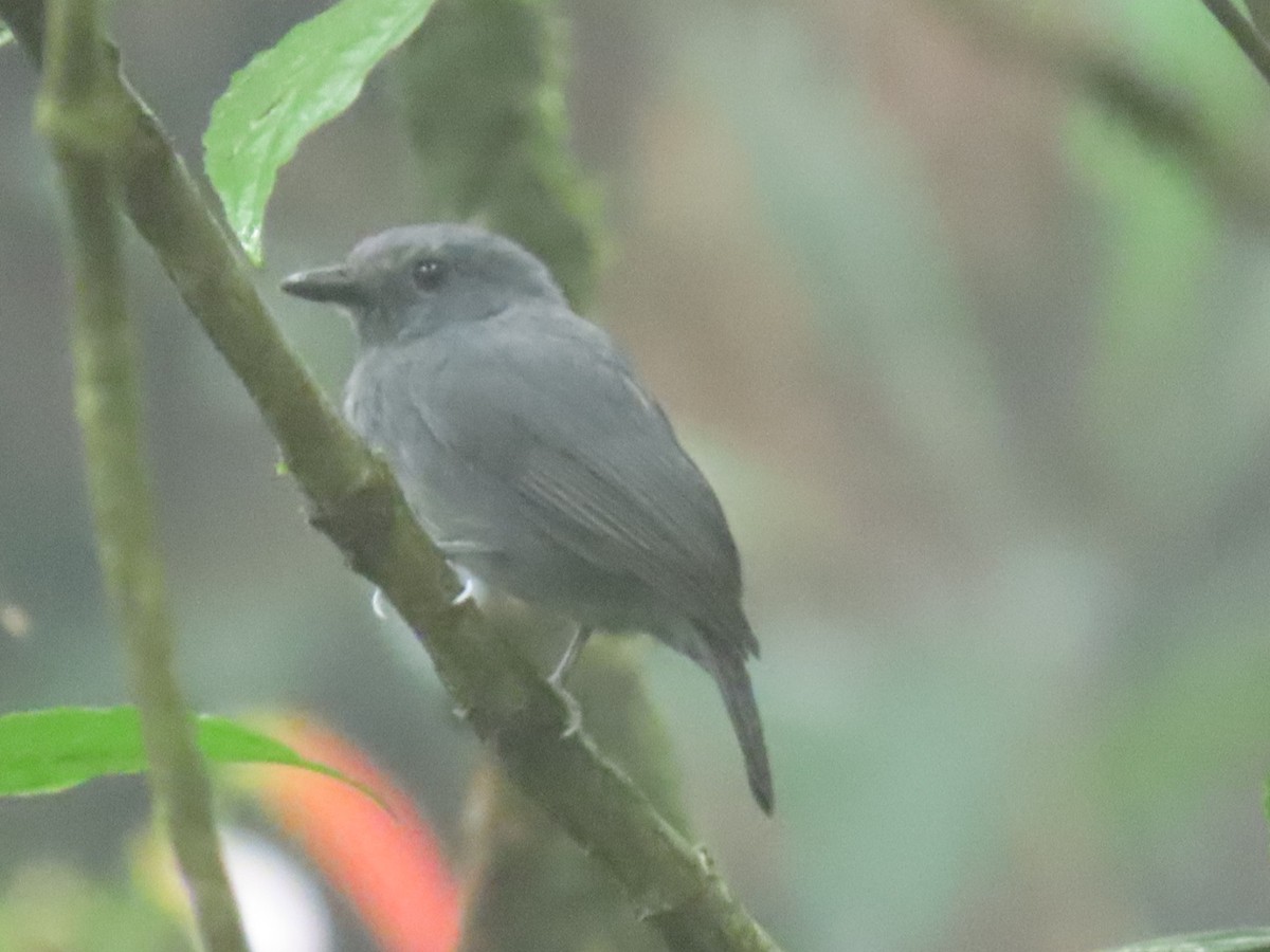 Dusky-throated Antshrike - ML616301439