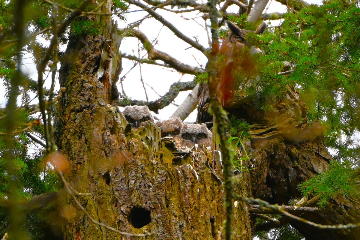 Great Horned Owl - ML616301484