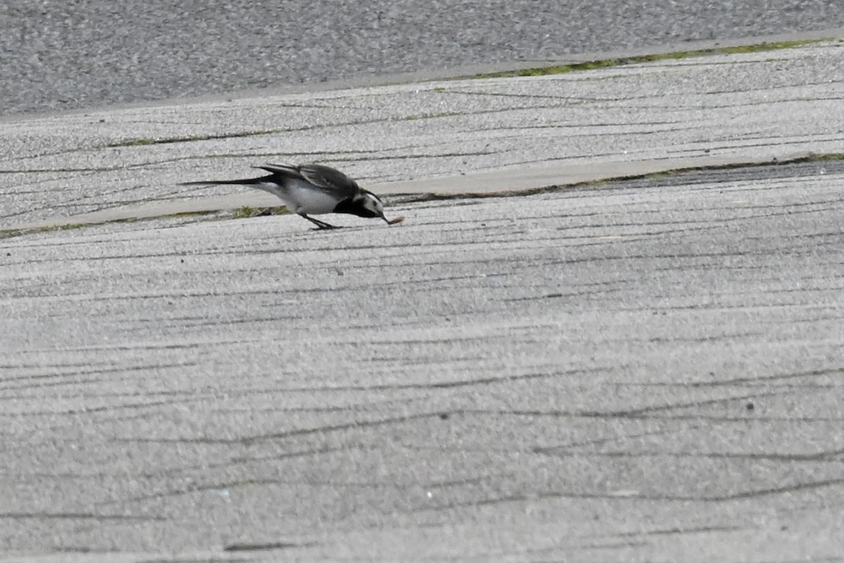 White Wagtail - Gillian  Richards